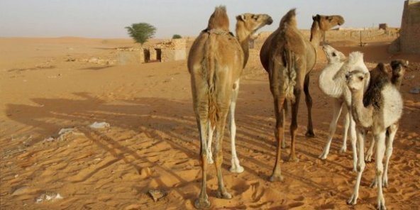 Photo de Tourisme : le Sahara mauritanien de plus en plus fréquentable