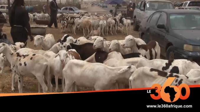 cover mauritanie senegal exportations de moutons