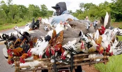 Des tests de laboratoires confirment l’absence de grippe aviaire chez les volailles mortes