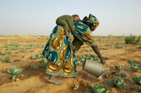 agricoltura in africa
