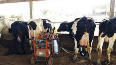 Photo de Projet d’importation de génisses gestantes : La Mauritanie veut s’inspirer du modèle sénégalais