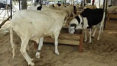 Photo de Le Royaume livre une quantité de viande sacrificielle à la Mauritanie.