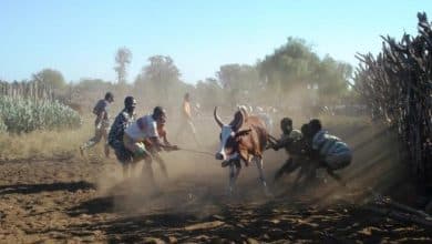 Photo de Deux cas de fièvre de la vallée du Rift et de Crimée-Congo ont été enregistrés en Mauritanie