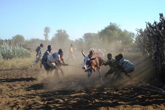 Photo de Deux cas de fièvre de la vallée du Rift et de Crimée-Congo ont été enregistrés en Mauritanie