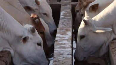Photo de Mutations structurelles de la production bovine en Mauritanie : entre pressions environnementales et contraintes géopolitiques