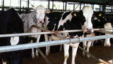 Mauritanie : lancement d’une ferme laitière de 10 hectares à Timbedra. 4 Photo de Mauritanie : lancement d’une ferme laitière de 10 hectares à Timbedra.