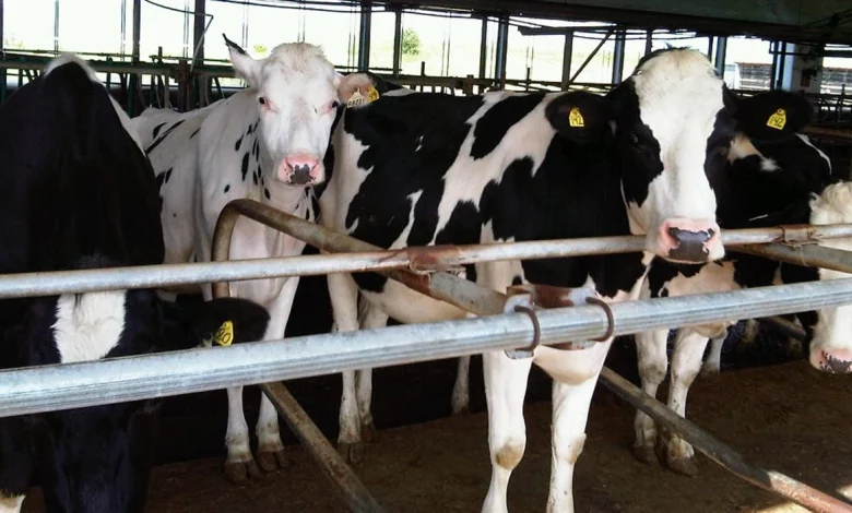 Mauritanie : lancement d’une ferme laitière de 10 hectares à Timbedra