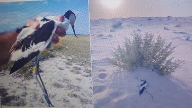 Photo de L’Avocette élégante signalée à Dunatetétlen a péri en Mauritanie.