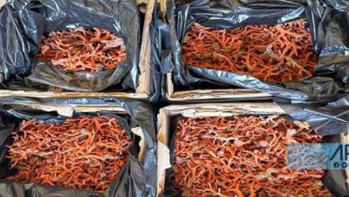 Saisi de 100 kilos de coraux rouges d’une valeur de 327 millions de Fcfa à Kébémer 10 Photo de Saisi de 100 kilos de coraux rouges d’une valeur de 327 millions de Fcfa à Kébémer