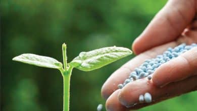 La Cedeao consulte les parties prenantes sur les engrais et la santé des sols ouest-africains 12 Photo de La Cedeao consulte les parties prenantes sur les engrais et la santé des sols ouest-africains