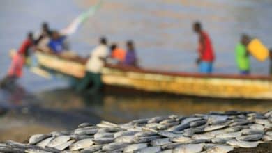 Pêche artisanale contre pêche industrielle, pourquoi les conflits persistent sur les côtes ouest africaines ? 3 Photo de Pêche artisanale contre pêche industrielle, pourquoi les conflits persistent sur les côtes ouest africaines ?