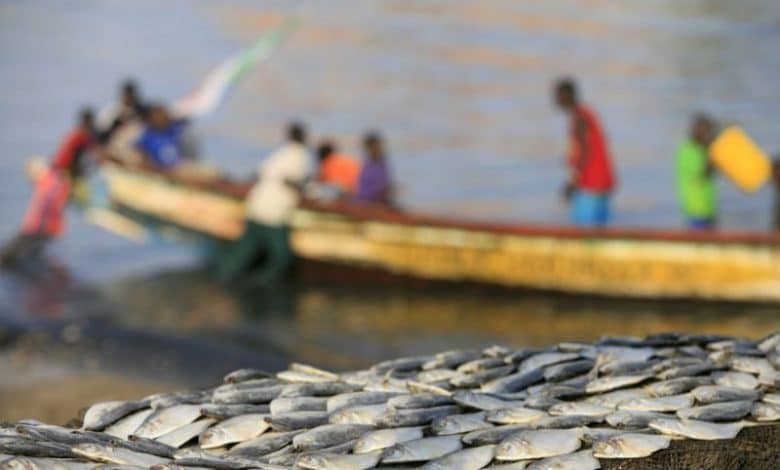 Pêche artisanale contre pêche industrielle, pourquoi les conflits persistent sur les côtes ouest africaines ?