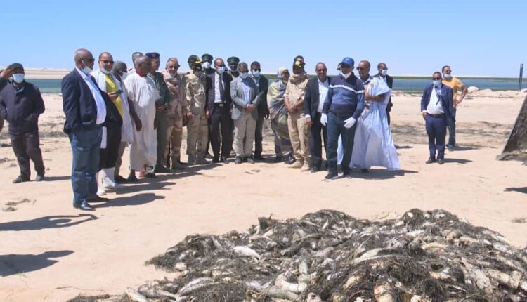 Ministère de la Pêche: la situation des mulets morts à Nouadhibou n'est pas préoccupante