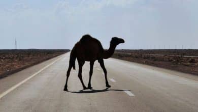 Sur la route de Rosso Mauritanie 5 Photo de Sur la route de Rosso Mauritanie