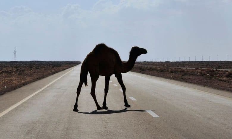 Sur la route de Rosso Mauritanie