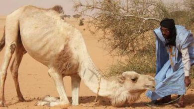 Le Sénégal signale un cas confirmé de fièvre hémorragique de Crimée-Congo 1 Photo de Le Sénégal signale un cas confirmé de fièvre hémorragique de Crimée-Congo