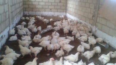 Mauritanie : mortalité massive de volailles due à une maladie virale 6 Photo de Mauritanie : mortalité massive de volailles due à une maladie virale