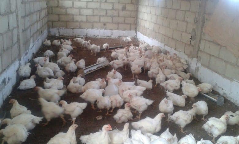 Mauritanie : mortalité massive de volailles due à une maladie virale