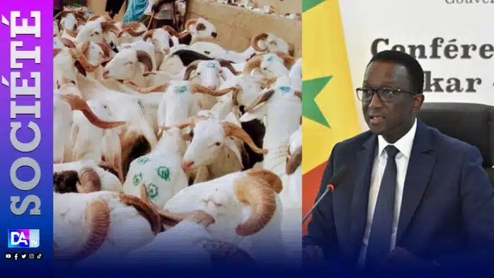 Marchés de bétail de la région de Thiès : Visite du Premier ministre, Ministre de l’Elevage et des Productions animales, Amadou Bâ