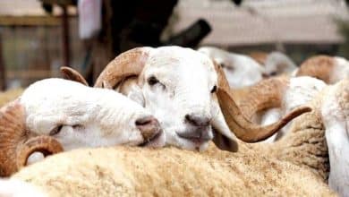 Tabaski : Samba Diobéne Ka reconnait le déficit de moutons à Dakar mais…(Senego Tv) 2 Photo de Tabaski : Samba Diobéne Ka reconnait le déficit de moutons à Dakar mais…(Senego Tv)