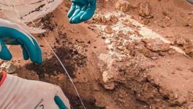 Projet de plantation de 2 millions plantes de Paulownia 3 Photo de Projet de plantation de 2 millions plantes de Paulownia