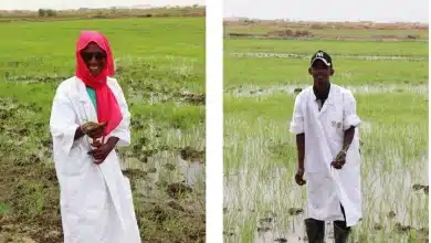 Photo de Focus Jeunesse en Mauritanie : entre chômage massif, aspirations croissantes et solutions à inventer