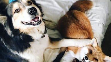 Ce renard est devenu le meilleur ami de ce chien ! 5 Photo de Ce renard est devenu le meilleur ami de ce chien !