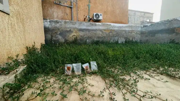 Les plantes halophiles sont-elles efficaces contre la dangereuse salinisation de la ville de Nouakchott ?