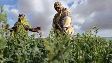 Mauritanie: à Taguilalet, une ferme communautaire pour relancer le projet de la Grande muraille verte 7 Photo de Mauritanie: à Taguilalet, une ferme communautaire pour relancer le projet de la Grande muraille verte