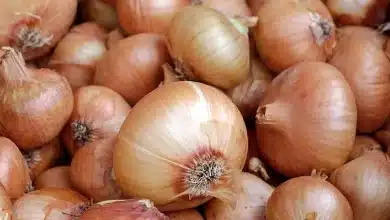Photo de Mali : L’oignon s’ajoute à la liste des produits onéreux à cause des restrictions au Maroc