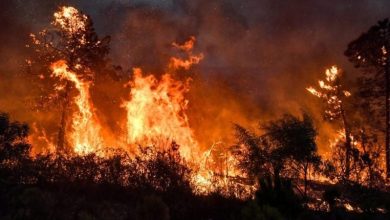 Photo de Algérie : Deux individus arrêtés pour incendies à Bejaïa