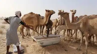 Photo de Nouveau cas de fièvre hémorragique de Crimée-Congo en Mauritanie