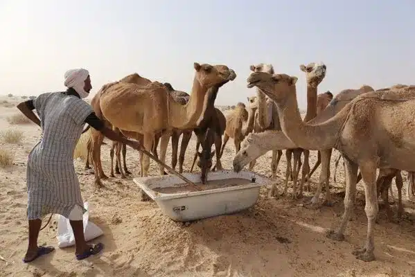 Nouveau cas de fièvre hémorragique de Crimée-Congo en Mauritanie