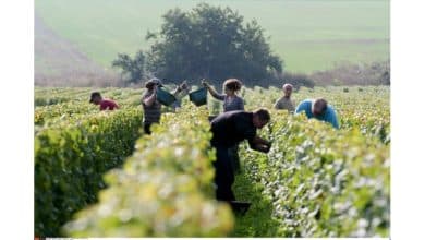 Photo de Décès, exploitations, sans-papiers… les « vendanges de la honte » en Champagne