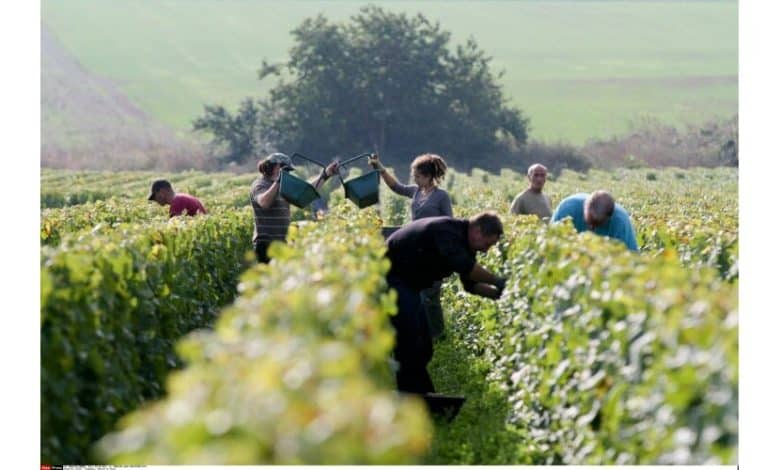 Décès, exploitations, sans-papiers… les « vendanges de la honte » en Champagne 1 Décès, exploitations, sans-papiers… les « vendanges de la honte » en Champagne