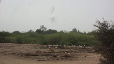 Photo de Le prosopis et les dépôts d&rsquo;ordures : une menace écologique !