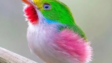 La charte pour la plateforme des journalistes mauritaniens : 4 Photo de La charte pour la plateforme des journalistes mauritaniens :