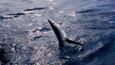 Pêcheries internationales : Plus de requins morts malgré une protection plus stricte 5 Photo de Pêcheries internationales : Plus de requins morts malgré une protection plus stricte