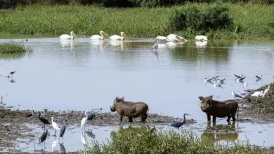 Photo de Reportage Afrique | Mauritanie: dans le parc national de Diawling, le défi de la préservation des espèces