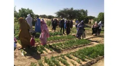 Photo de Trarza: Une production nationale abondante des légumes