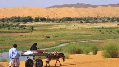 Photo de Agriculture: la Mauritanie s’engage sur la voie du blé?