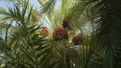 Photo de Mauritanie: l’indispensable datte menacée par le changement climatique