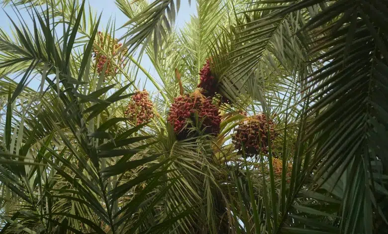 Photo de Mauritanie: l’indispensable datte menacée par le changement climatique