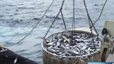 Photo de Afrique de l’Ouest: la migration des poissons affaiblit la filière pèche dans la région