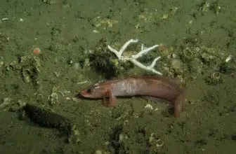 De nouvelles espèces de poissons découvertes dans les récifs coralliens des grands fonds de Mauritanie 8 Photo de De nouvelles espèces de poissons découvertes dans les récifs coralliens des grands fonds de Mauritanie
