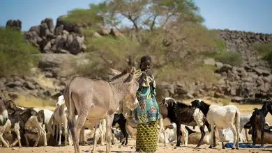 Photo de Canicules meurtrières au Sahel et en Afrique de l’Ouest