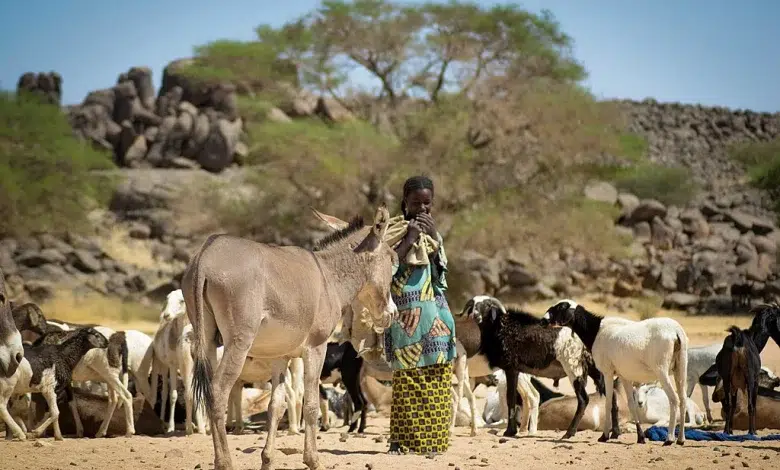 Photo de Canicules meurtrières au Sahel et en Afrique de l’Ouest