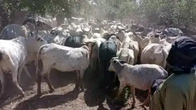 Photo de Forum de Nouakchott : un nouvel élan pour le pastoralisme au Sahel et en Afrique de l’Ouest