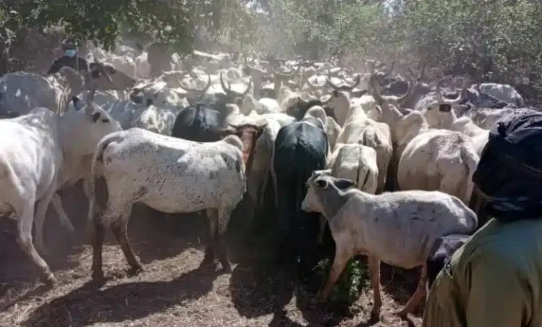 le pastoralisme au Sahel