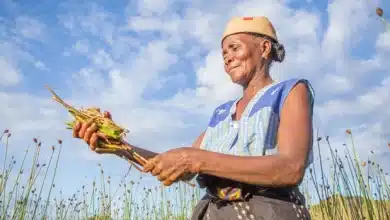 Photo de Une triple crise planétaire dévaste les paysages africains